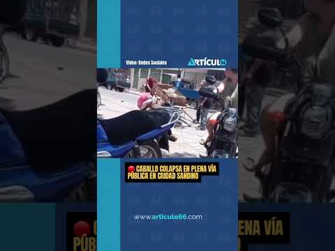 🚨 CABALLO COLAPSA EN VÍA PÚBLICA EN CIUDAD SANDINO