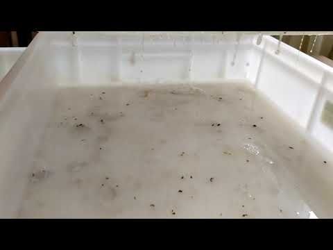 raccolta bava seconda fase