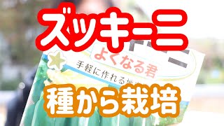 主婦に人気の野菜ズッキーニの種まきをしました。