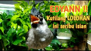Download lagu Edyan kutilang LOLOHAN ini banyak sekali isiannya mp3