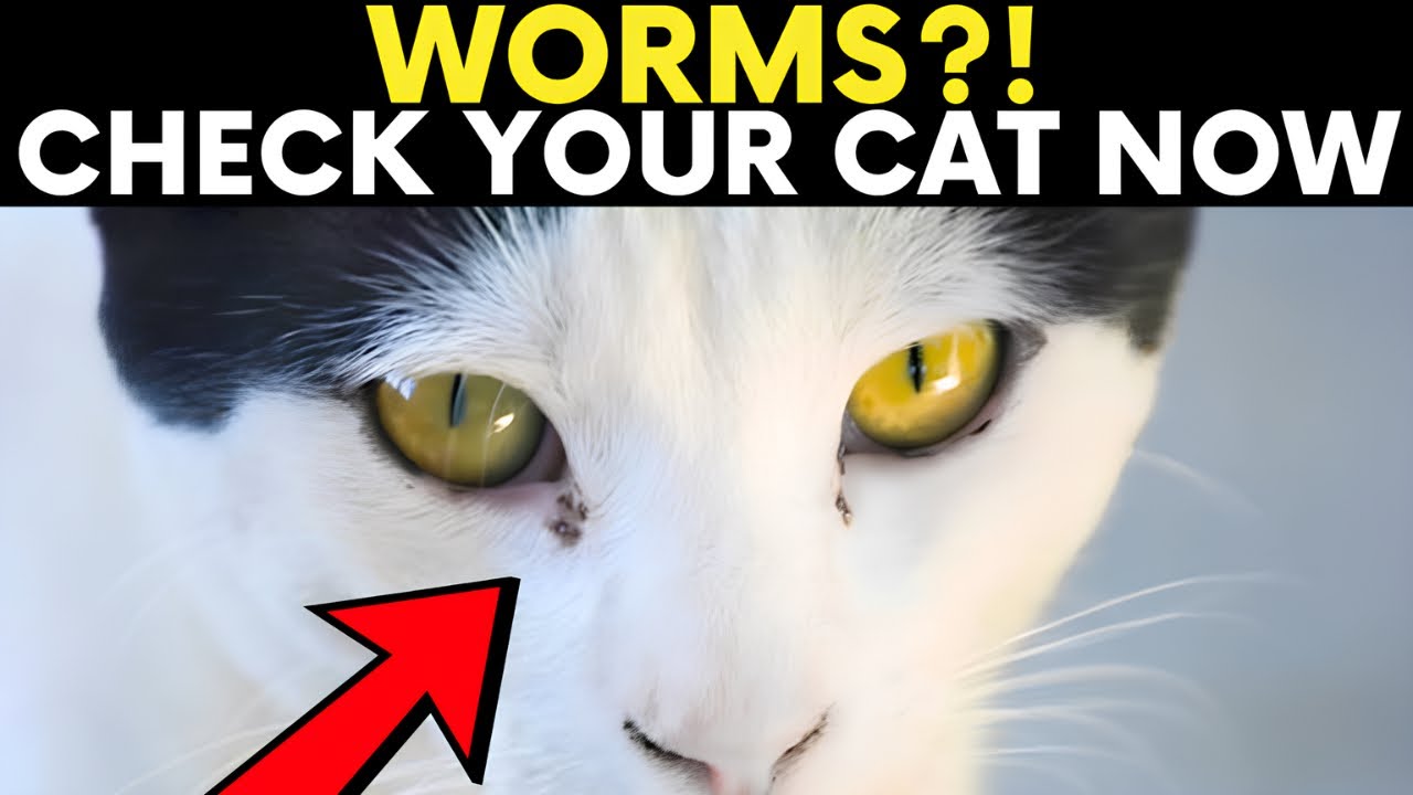 7 WARNING Signs Your Cat Has WORMS (Don’t Ignore These!)
