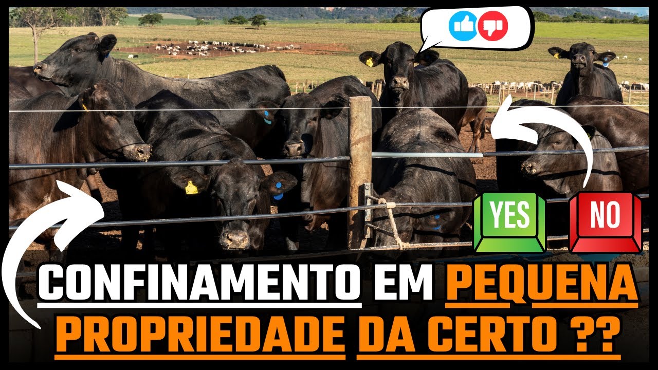 CONFINAMENTO EM PEQUENA PROPRIEDADE DA CERTO ??