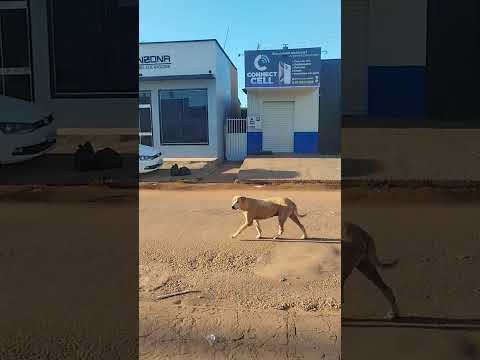 Forte e gracioso um pitoco em Santana do Araguaia