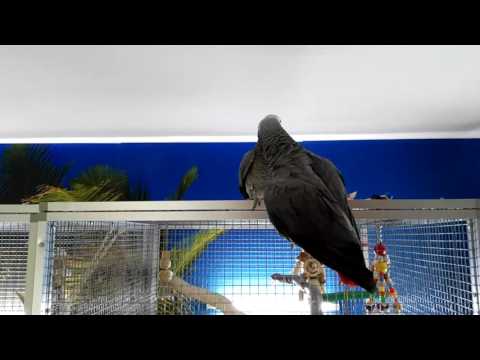 NICO DER ATTENTÄTER u. KUKI... das Mannsweib