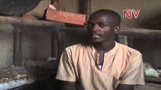 On the Farm: Eking a living from rodents