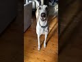 When your greyhound wants to go for a walk