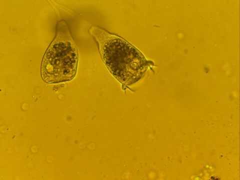 Watch Video on YouTube