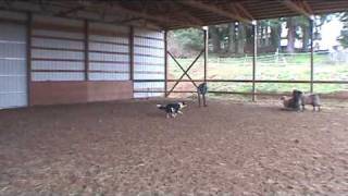 preview picture of video 'Seb's First Lesson at Wolston Farm in Scio Oregon'