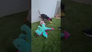 Video preview image #1 Doberman Pinscher-Retriever  Mix Puppy For Sale in Virginia Beach, VA, USA