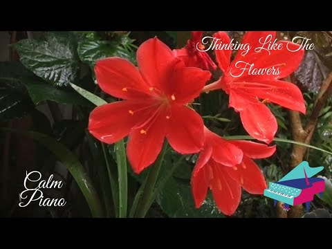 Thinking Like The Flowers By Rand Aldo/meditation music relax mind body 30 minutes