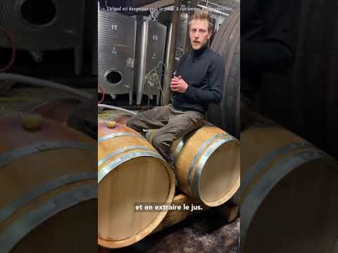 La minute vins by Fend - naissance du rouge Clément