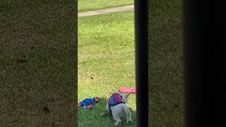 Super Bbw life : The service dog in training from HELL