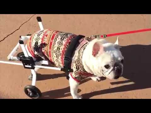 フレンチブルドッグのピグレットちゃんが犬用車椅子で歩く様子