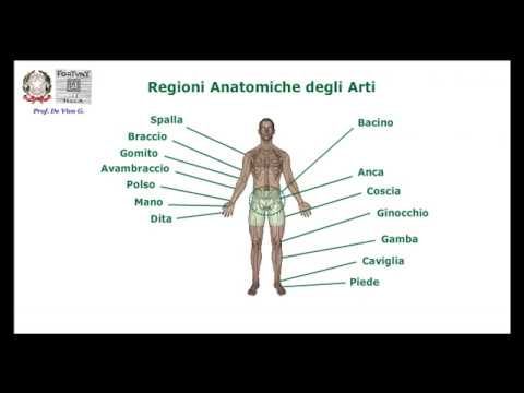 Scheletro Appendicolare Superiore