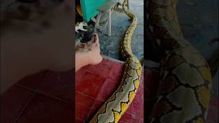 Download lagu Cat vs Python fight. #indonesia #reticulatedpython #cat #fighting #pythonsnake mp3 Download lagu Cat vs Python fight. #indonesia #reticulatedpython #cat #fighting #pythonsnake mp3