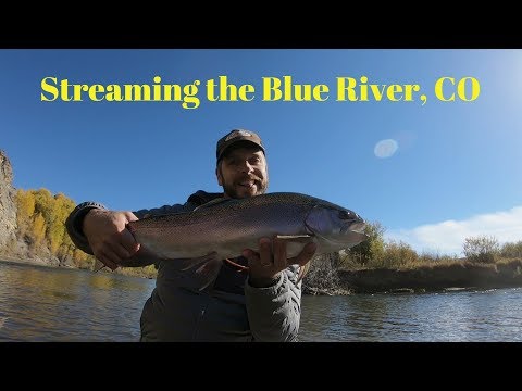 Streaming the Blue River, Colorado with Ascent Fly Fishing