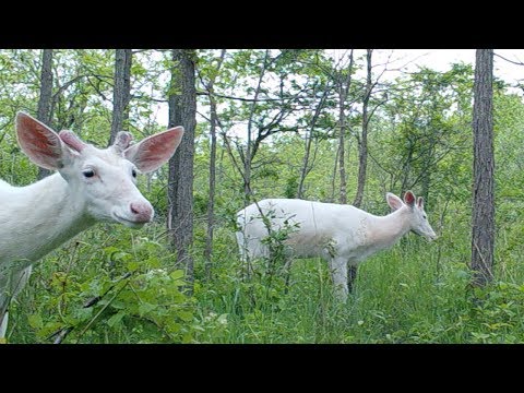Trail cam captures white deer, wildlife at Seneca Army Depot