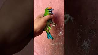 Download lagu Burung Takur Tohtor mp3