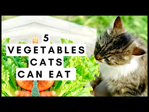 5 Vegetables Cats Can Eat (And 5 To Avoid!)