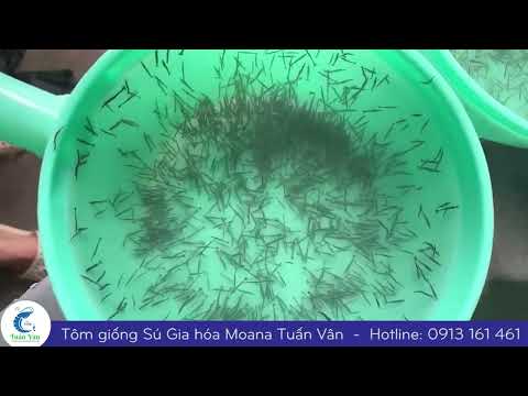 Kiểm tra Tôm sú gia hóa Moana Tuấn Vân đước thả tại farm khách hàng
