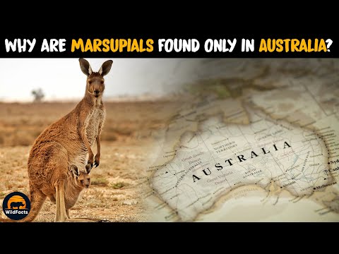 Why Most Marsupials Are Found in Australia?