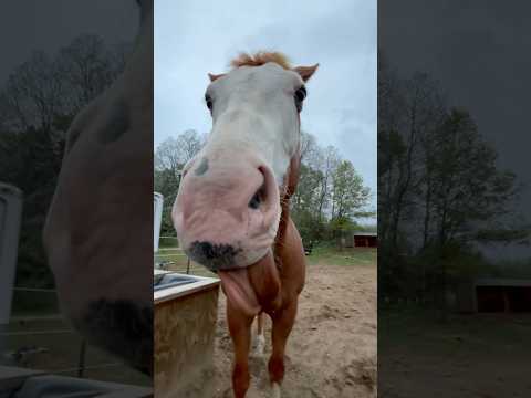 Zeke tackless gallop!! // #horse #rideforoscar #equestrian #zeke #lainaandoscar