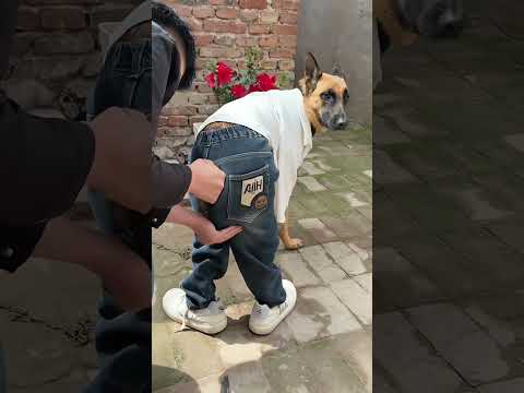 boy phố  #funny #dog