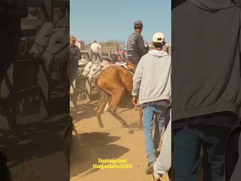 feira do Gado em Dois Riachos Alagoas
