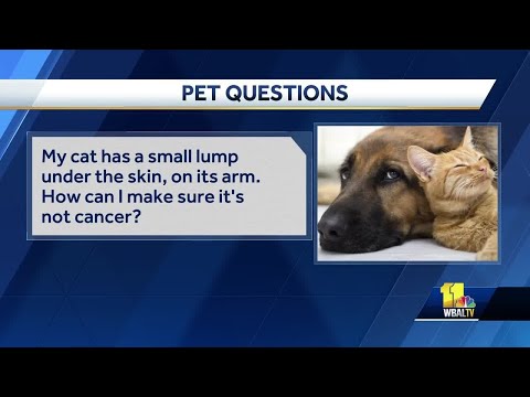 Pet Questions: Cat has small lump under skin