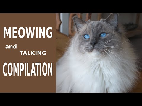 Ragdoll Cat Meowing Compilation