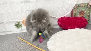 サイベリアンの動画01