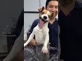 dog laughing meme part 1 #tiktok #shortsvideo #shorts #dogs