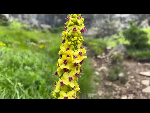 Hiking Adventure to peak Botev