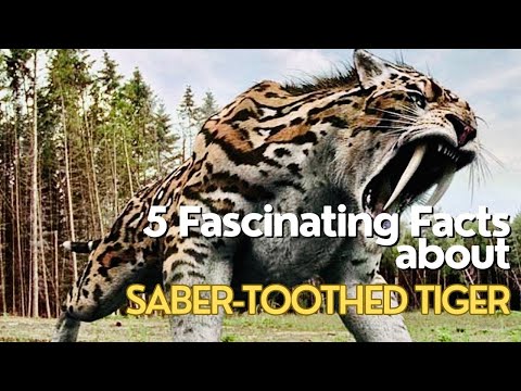 Saber-Toothed Tiger: 5 Fascinating Facts You Need to Know