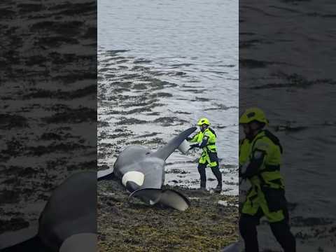 Save marine life #foryou #funny