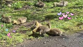 オレゴン州お散歩シリーズ　くつろぐ鳥達