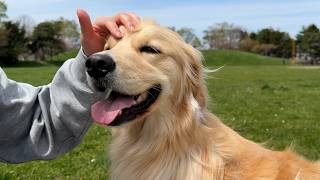 【危険！！】興奮癖がひどい大型犬…パパとママが本気で向き合った特訓の11分間に密着。ゴールデンレトリバーのドンちゃんは変われるか？