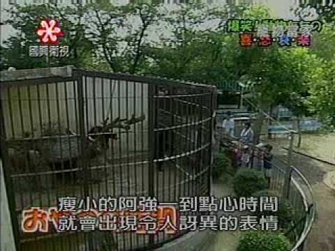 熊老公很不爽 牠的老婆....