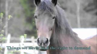 Ashva - An untraditional way of horsekeeping