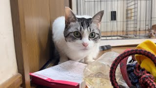 研究熱心な可愛い新入り猫が虫を発見！【猫動画】