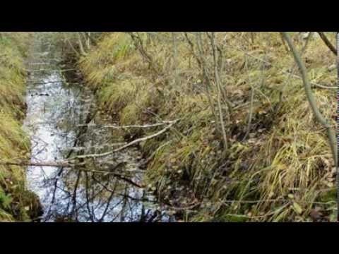 Rundgang im Venner Moor