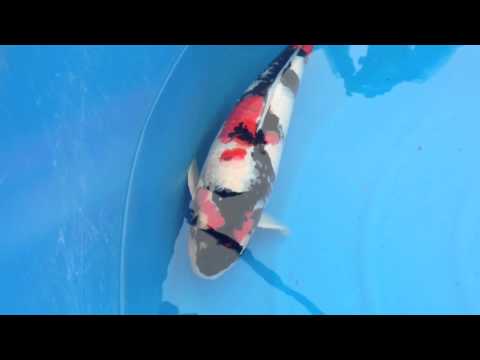 6th Asia cup koi show in hongkong grand champion B