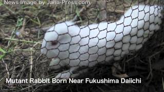 jana-press.com: 原発事故: Mutant Rabbit Born Near Fukushima Daiichi