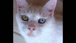 Love's Made a Fool of You by Deaf White Cats