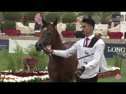 N 2 AJ ARWA ALAZ   The Saudi National Championships 2023   Yearling Fillies Class 1A