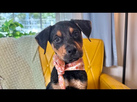 Dog for adoption - Dewey Russell, a Rottweiler &amp; Labrador Retriever Mix in Cincinnati, OH ...