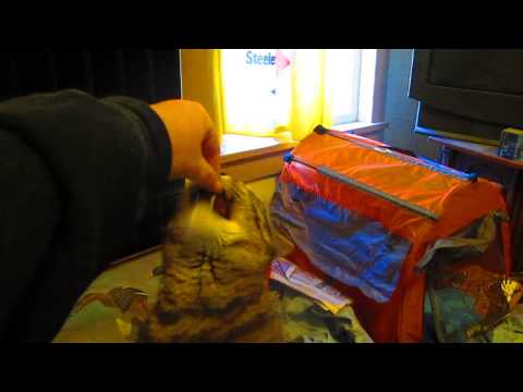 Cat does trick for teats !!