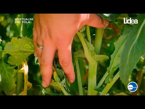 ES Valegro - dlaczego warto wybrać tę odmianę rzepaku?