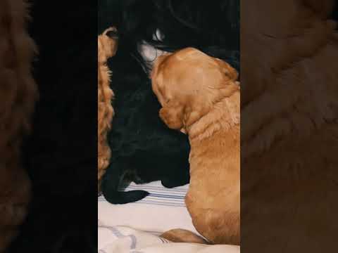 Cavapoo puppy for sale