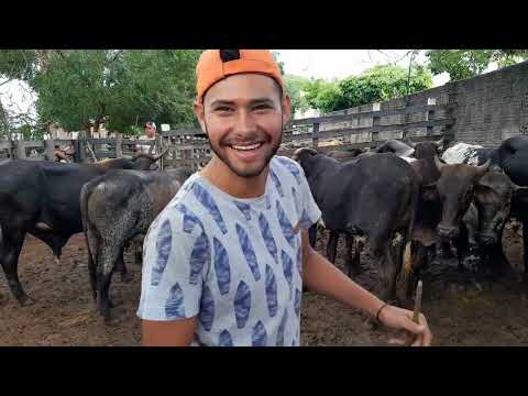 Feira de Animais em Frei Miguelinho Pernambuco 09/06/2026.